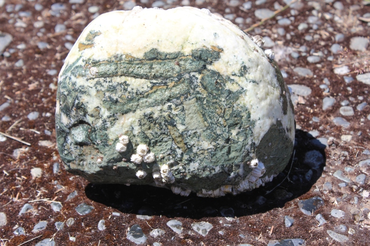 Big Dallasite rock from Vancouver Island. It looks like a dinosaur egg!