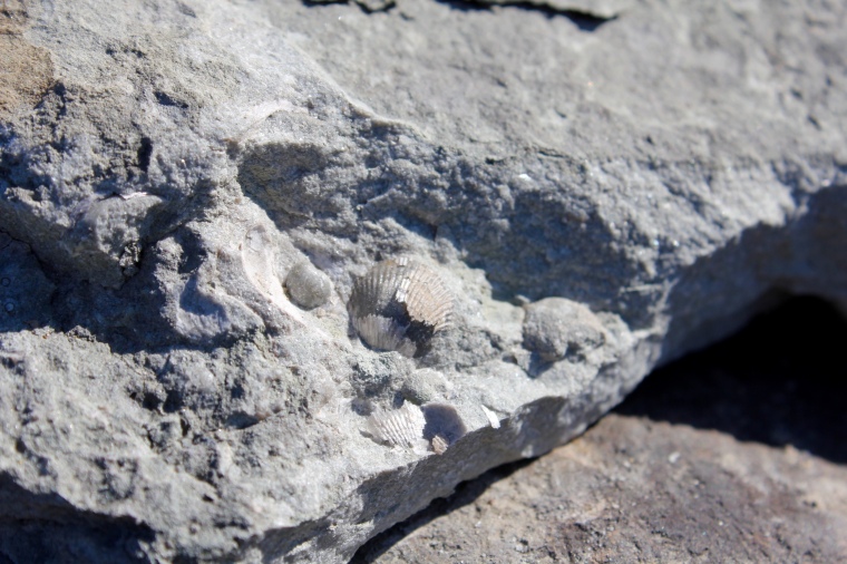 Sea floor and shell fossils. The Mackenzie River is covered with this. I believe it's in limestone but could be wrong.